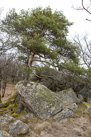 Felsen auf dem Ehrbergkopf