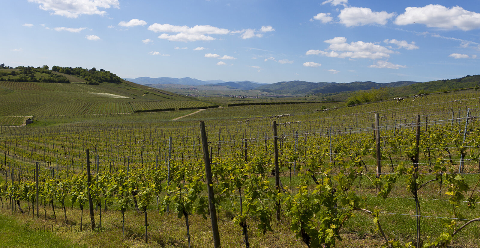 Aussicht über die Weinberge von Bergheim auf die Vogesen