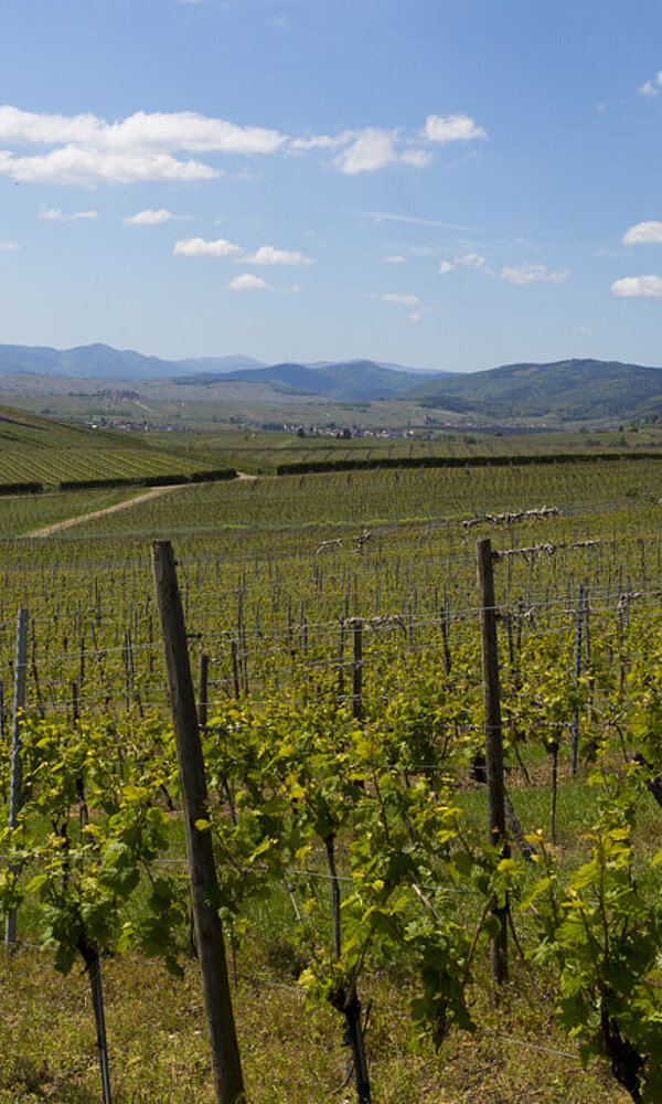 Aussicht über die Weinberge von Bergheim