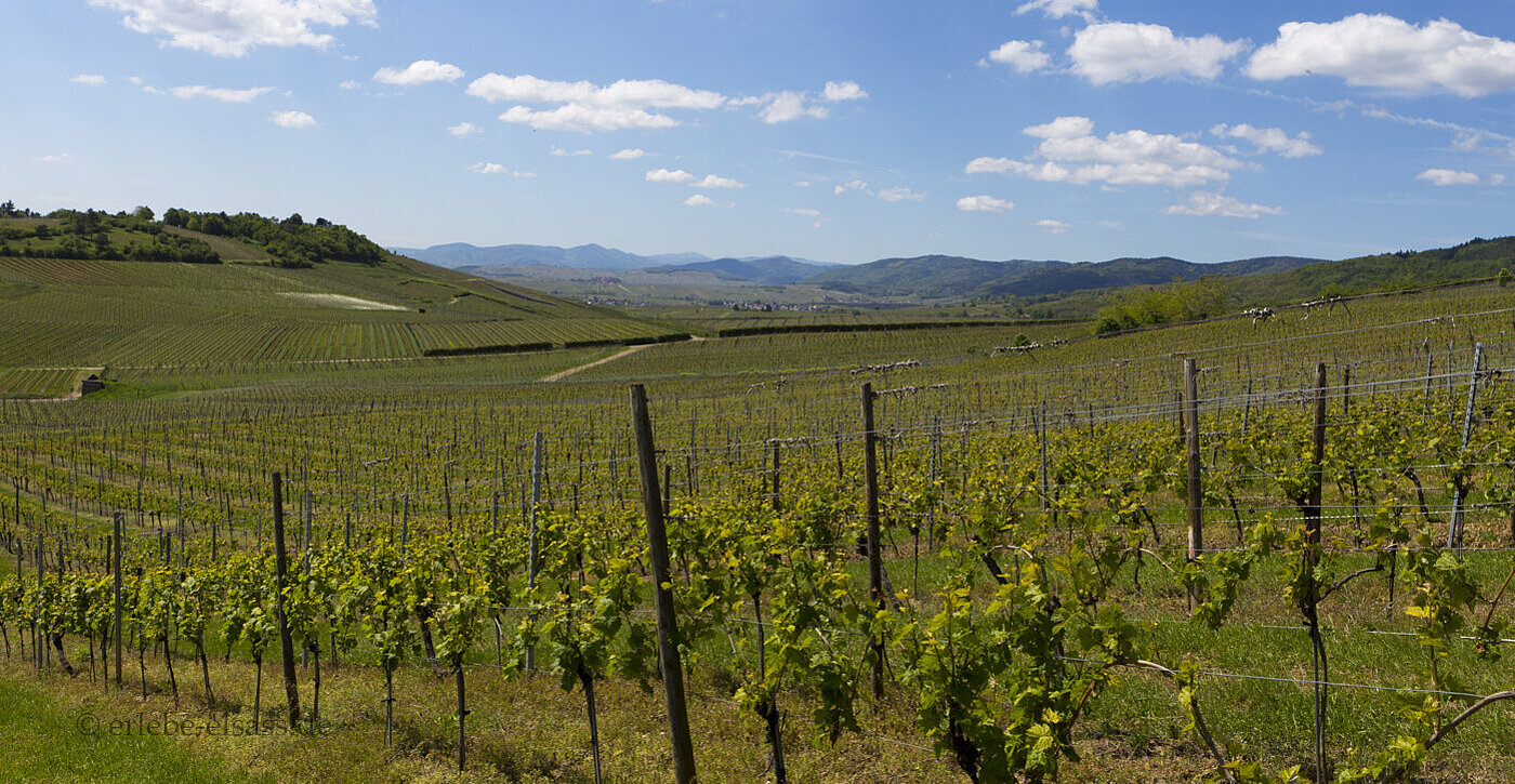 Aussicht über die Weinberge von Bergheim