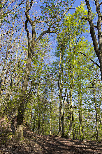 Wanderweg zwischen Pflix- und Hohlandsbourg