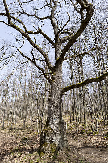 Kapelleneiche von Riquewihr