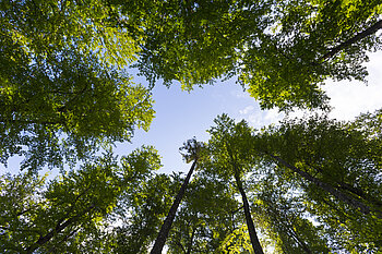 Wälder unterhalb des Marksteins