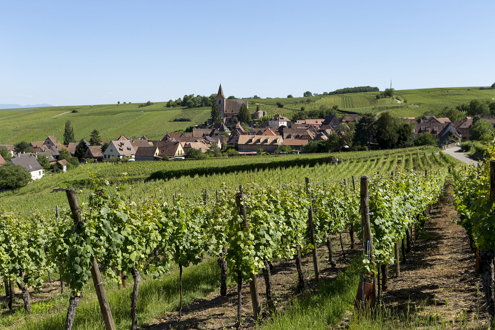 Winzerdorf Hunawihr an der Elsässer Weinstraße zwischen Weinbergen und Fachwerkhäusern