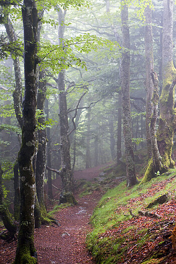 Wanderweg bei Ermensbach