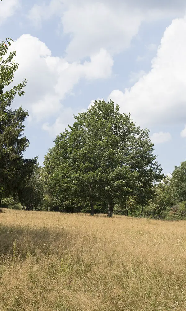 Vallée de la Netzenbach bei Wisches