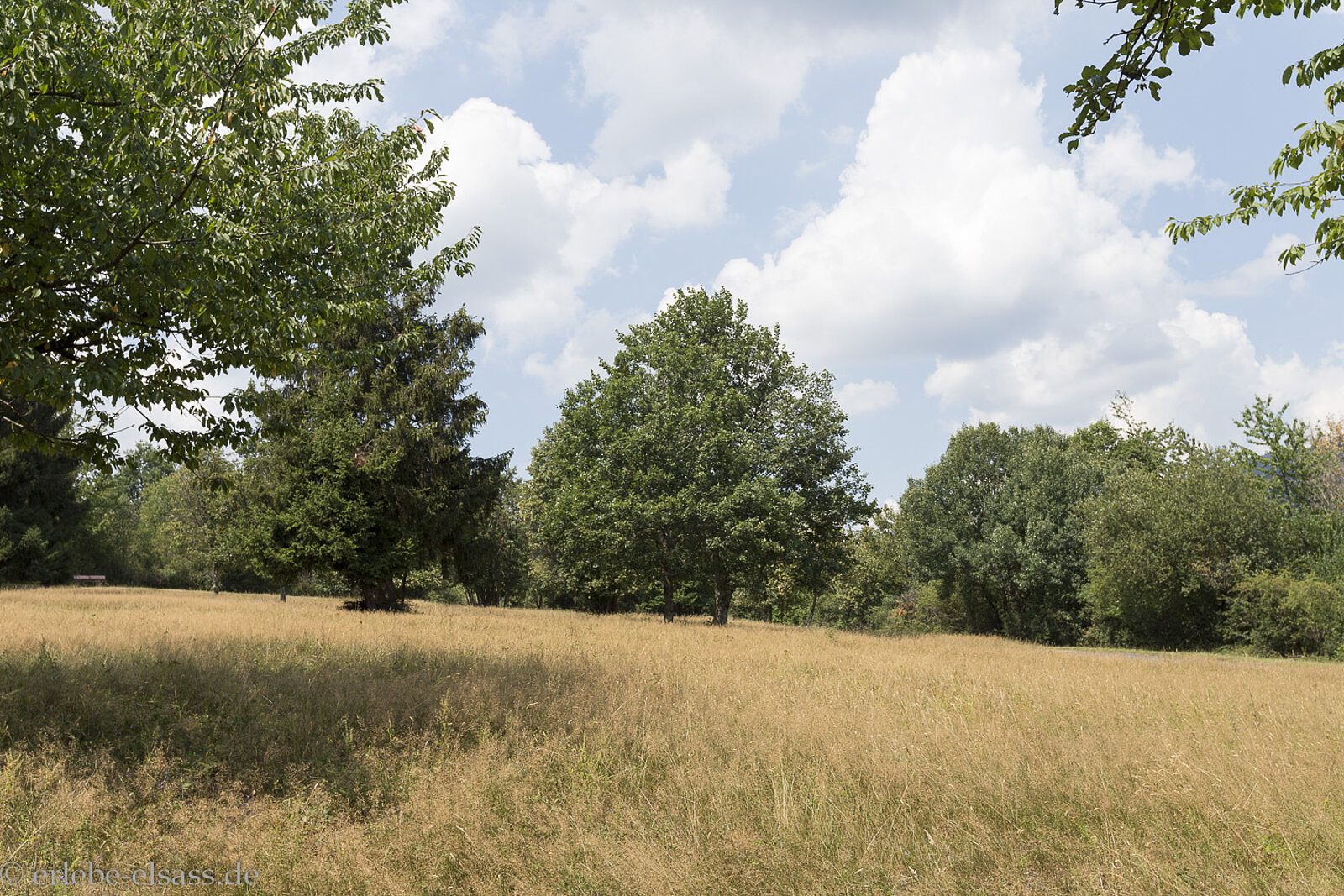 Vallée de la Netzenbach bei Wisches im Elsass