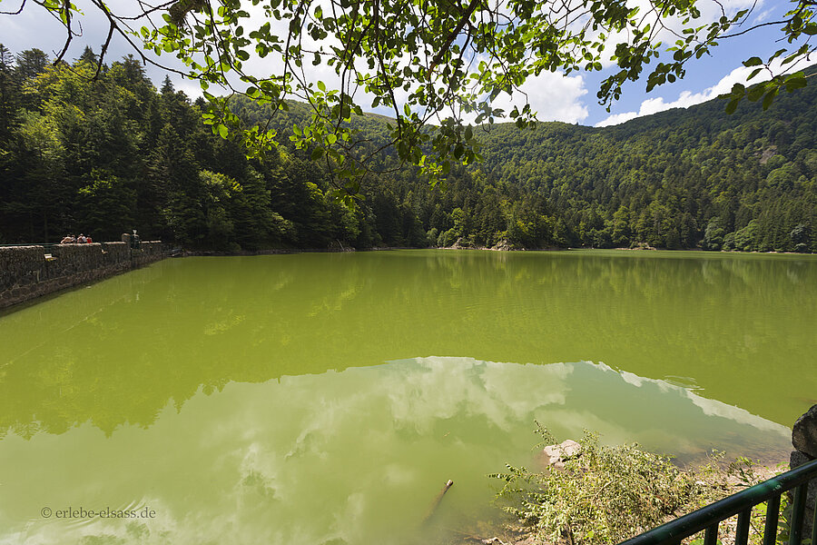 Ausblick von der Staumauer auf den Altenweiher