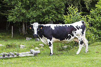 Vogesenrind bei Ermensbach