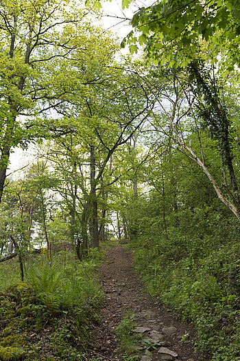 Albert-Schweitzer-Weg im Fechttal