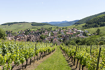 Sicht durch die Weinreben auf Riquewihr