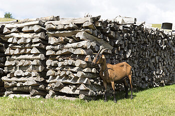 Ziege nahe dem Ferme Auberge Belacker
