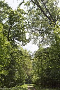 Wanderweg durch den Illwald