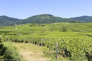 Blick über die Weinberge zu den Drei Burgen von Eguisheim