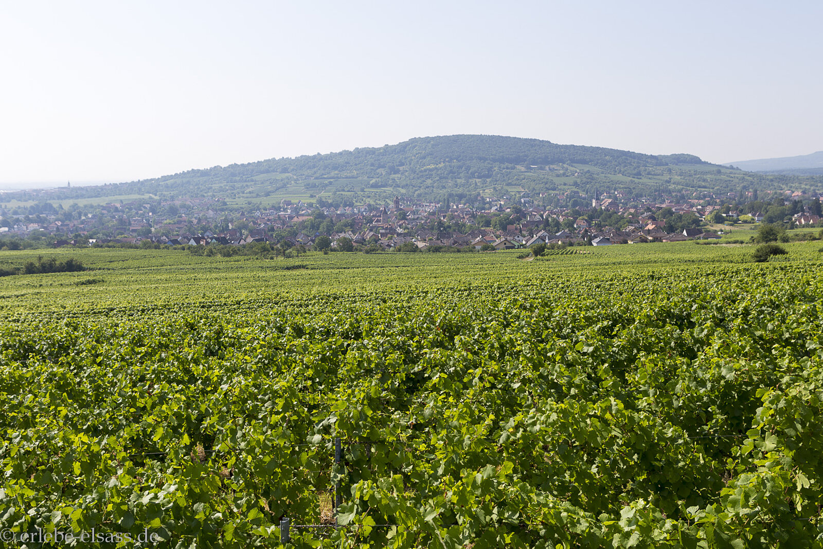 Blick über die Weinberge von Rosheim im Elsass