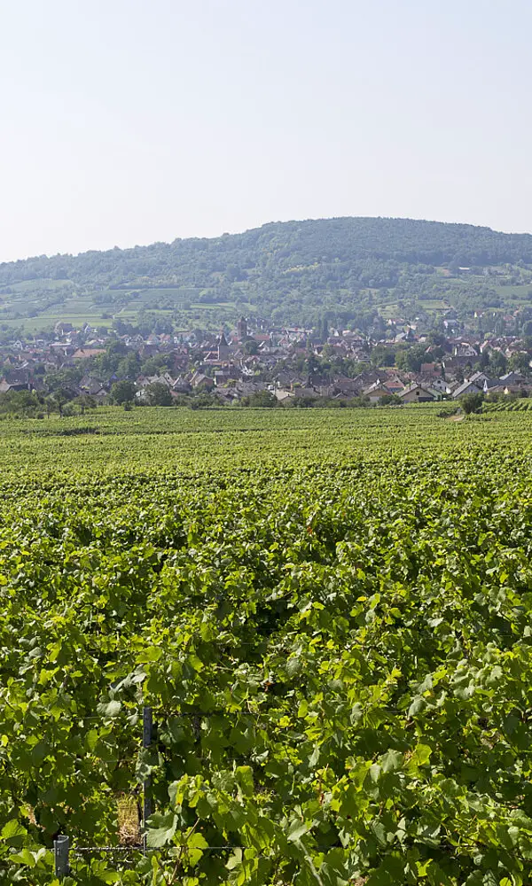 Blick über die Weinberge von Rosheim