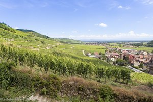 Blick über die Weinberge und die Rheinebene