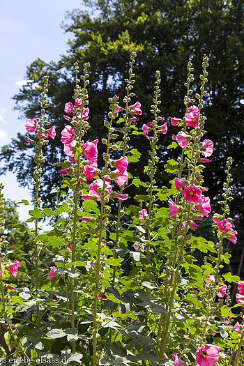 Rosa Blühende Malven im mittelalterlichen Garten der Hohkönigsburg