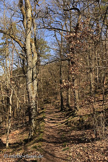 Maria-Raydt-Pfad bei Ribeauvillé