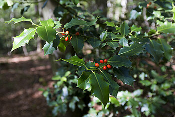 Stechpalme am Grumbach