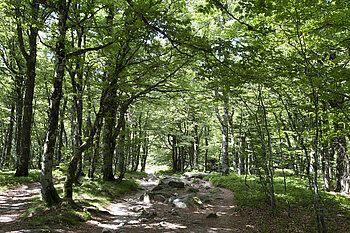 Wanderweg beim Lac Vert