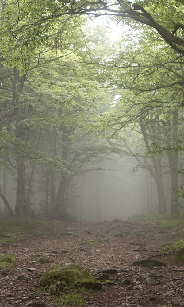 Wald am Col de la Schlucht
