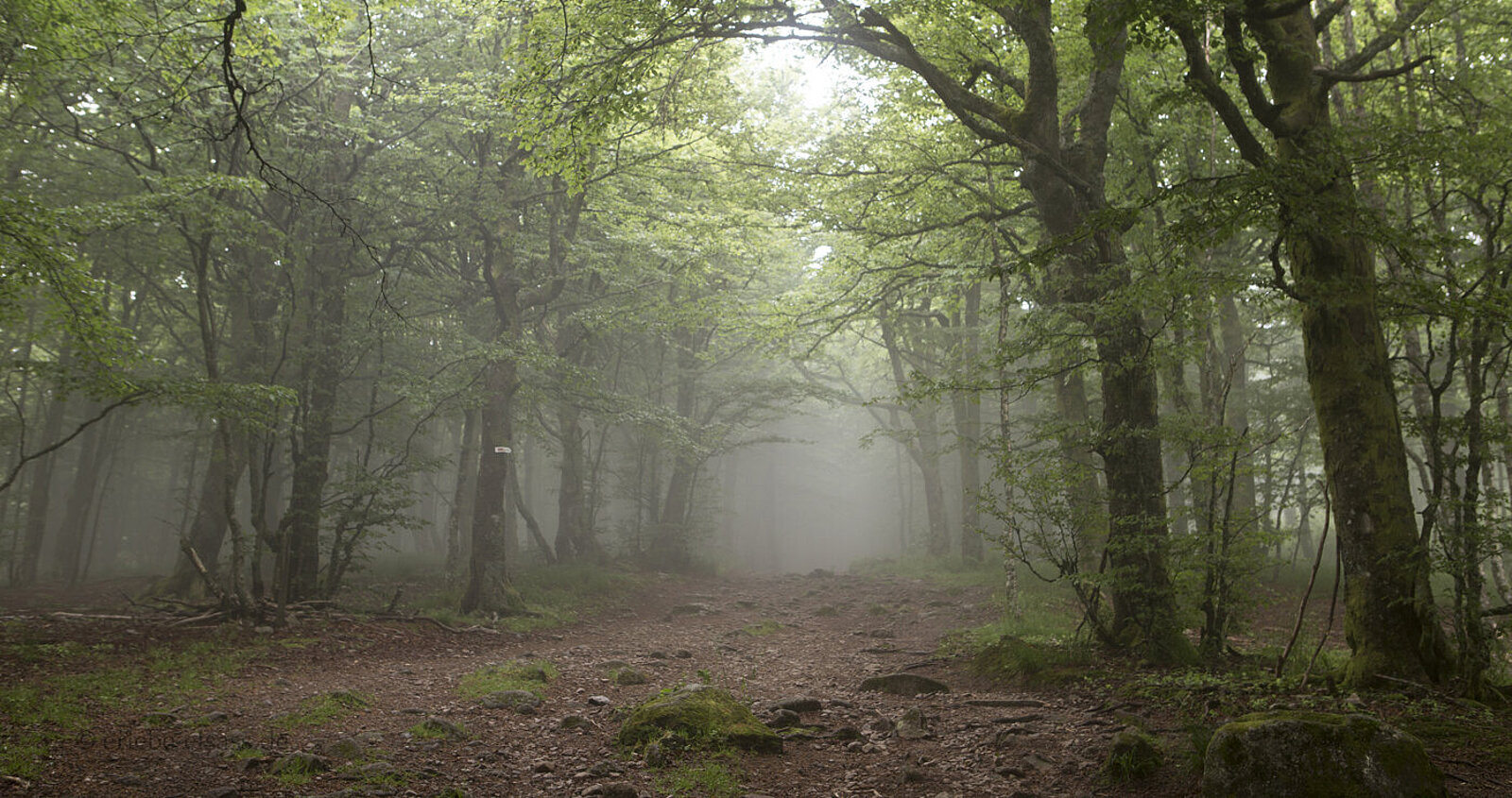 Mystischer Bergwald am Col de la Schlucht mit niedrig wachsenden Buchen