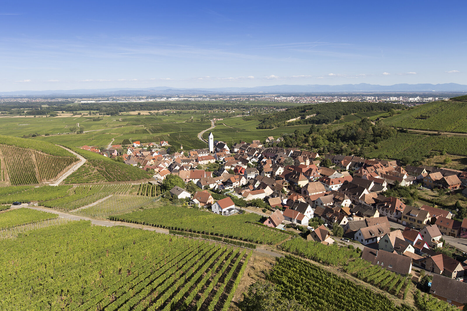 Aussicht von der Burg Wineck über Ammerschwihr und die Weinberge