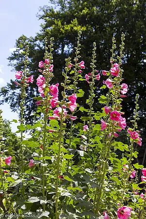 Malven im mittelalterlichen Garten der Hochkönigsburg