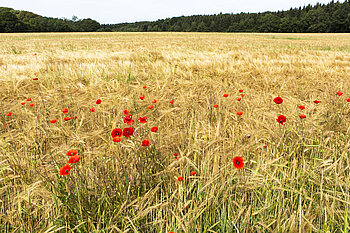 Klatschmohn im Weizenfeld
