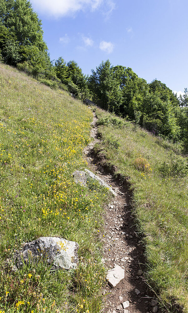 Wanderweg zwischen Thur und Doller