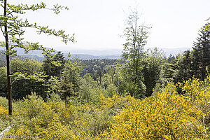 Ausblick nahe dem Col du Wildberg über das Bruch-Tal