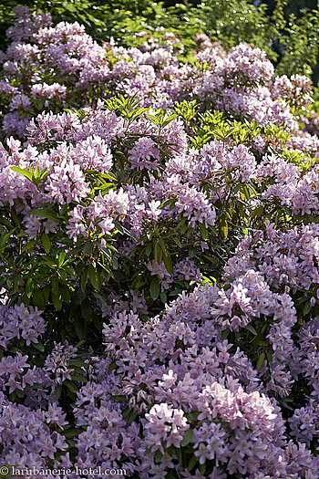 Rhododendren beim La Rubanerie