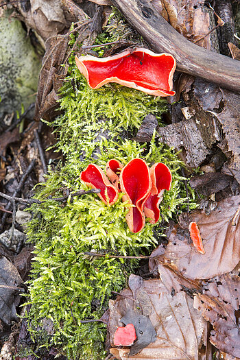 Roter Becherling im Winter