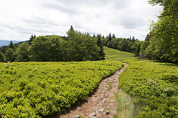 Blaubeeren auf dem Grand Ventron