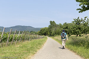 Wanderweg von Wissembourg nach Steinseltz