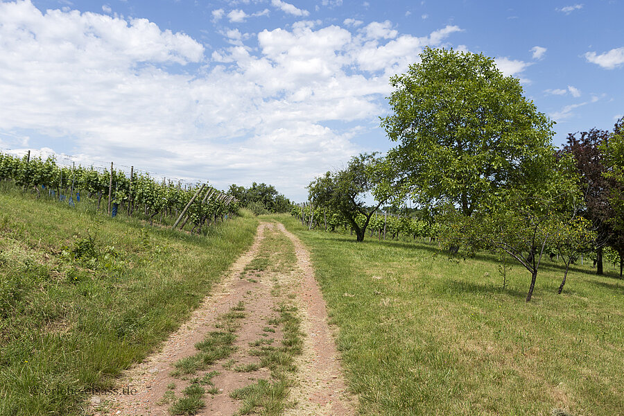 Wanderweg von Uffholtz nach Wattwiller