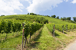 in den Weinbergen von Andlau