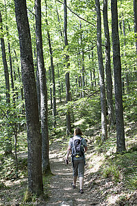 Wanderweg zwischen Col du Crax und Hoh-Andlau