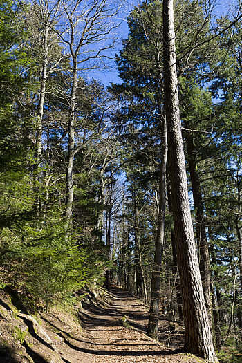 Wanderweg zur Hohkönigsburg