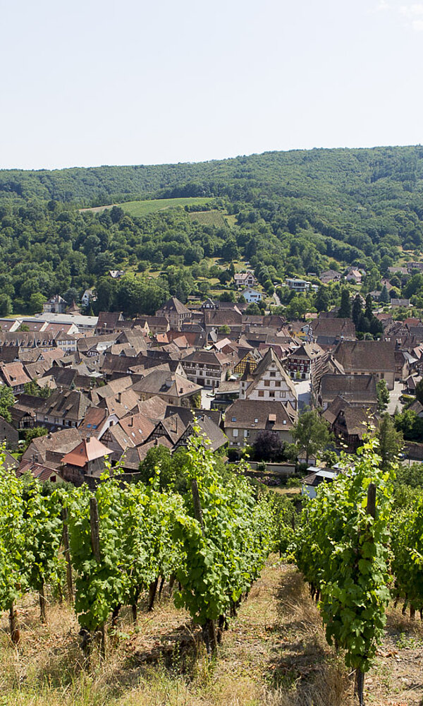 Aussicht über die Dächer von Andlau