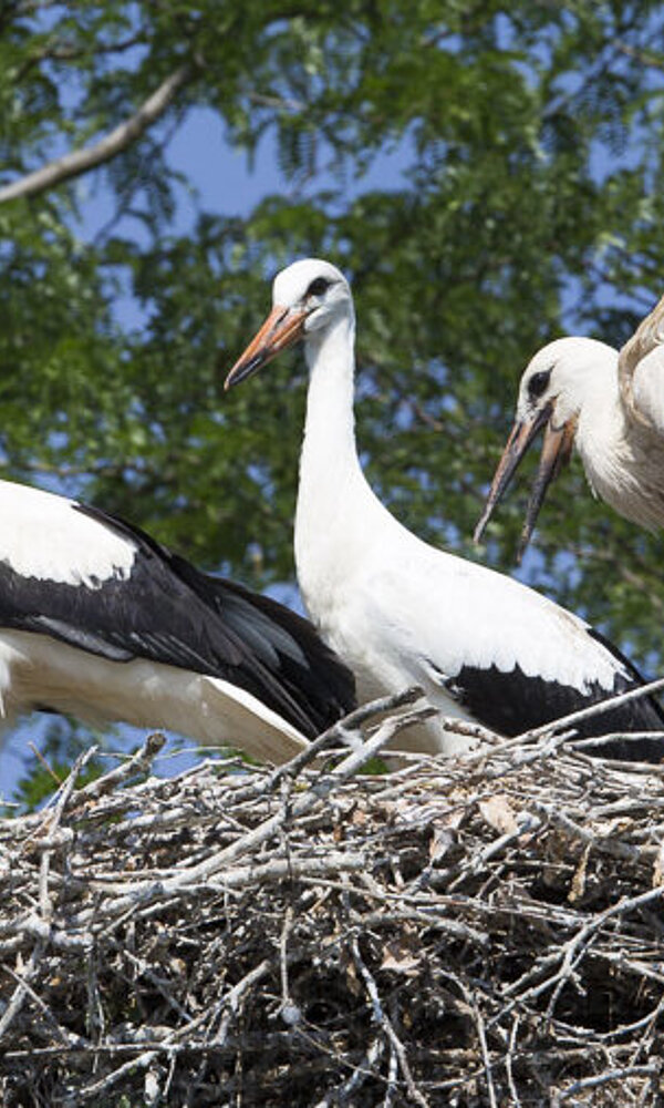 junge Störche im Nest bei Cigoland