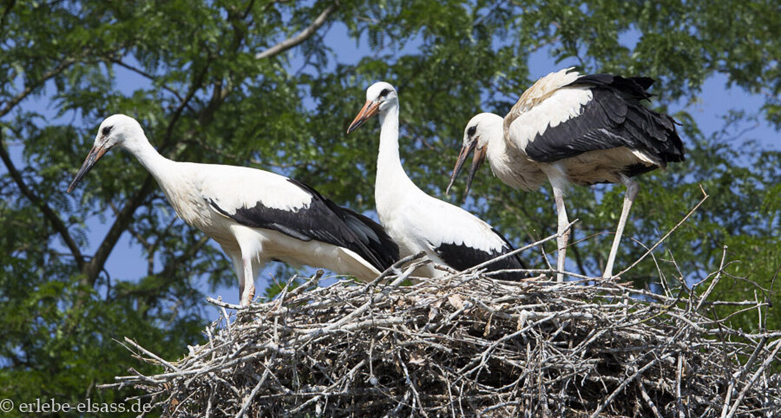 Störche im Elsass sitzen in ihrem Nest bei Eguisheim – das stolze Wappentier der Region in seiner Heimat.