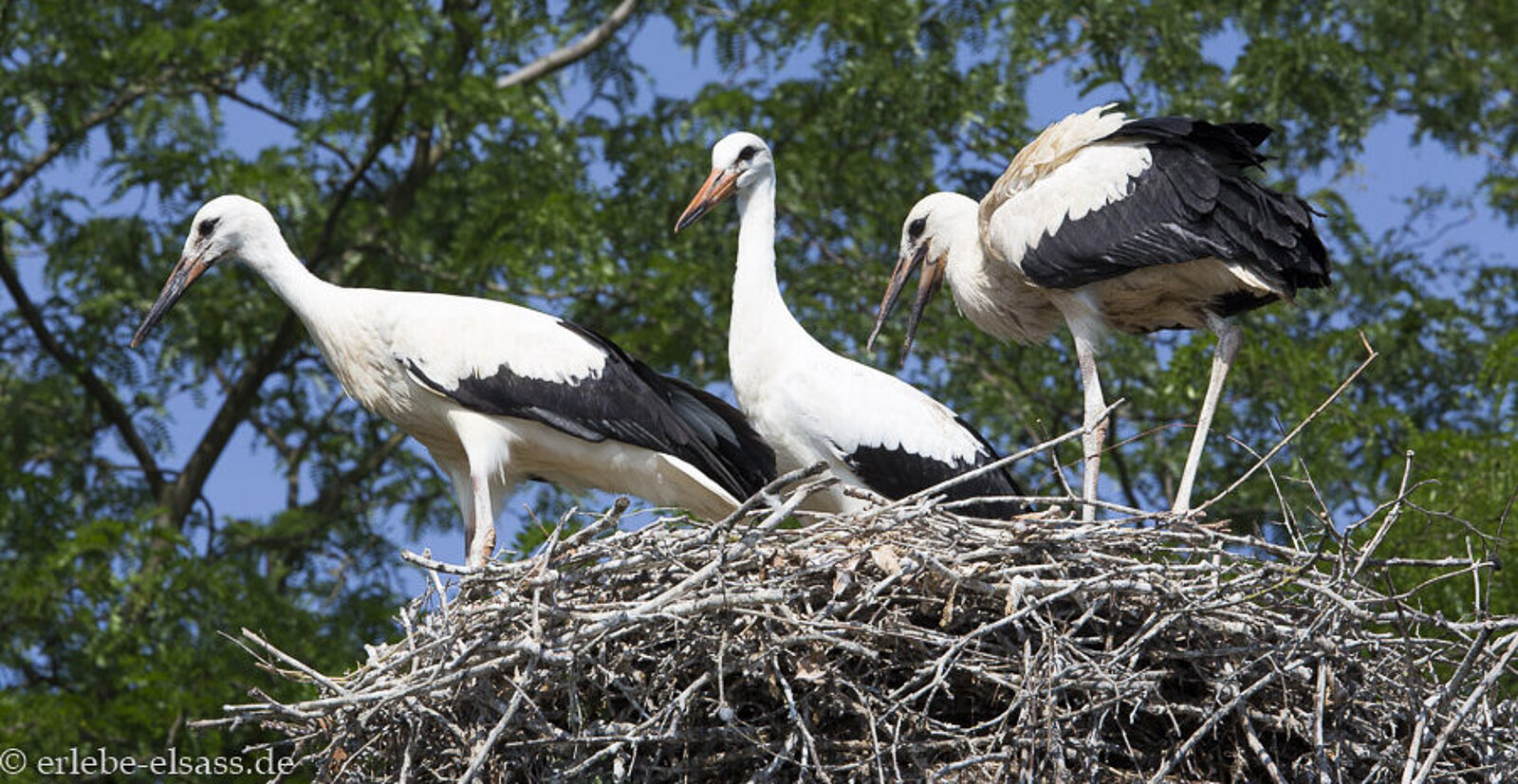 Störche im Elsass sitzen in ihrem Nest – das stolze Wappentier der Region in seiner Heimat.