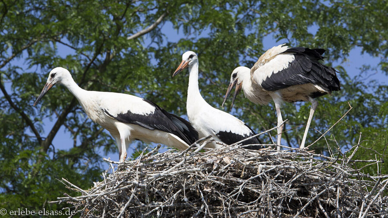 Störche im Freizeitpark Cigoland bei Sélestat im Elsass