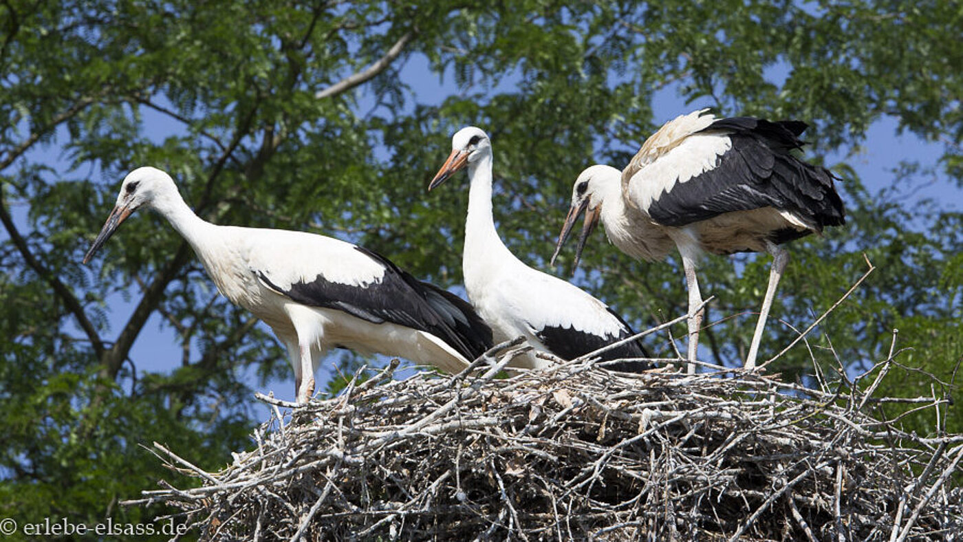 junge Störche im Nest bei Cigoland