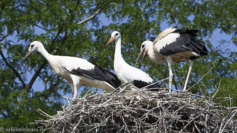 junge Störche im Nest bei Cigoland
