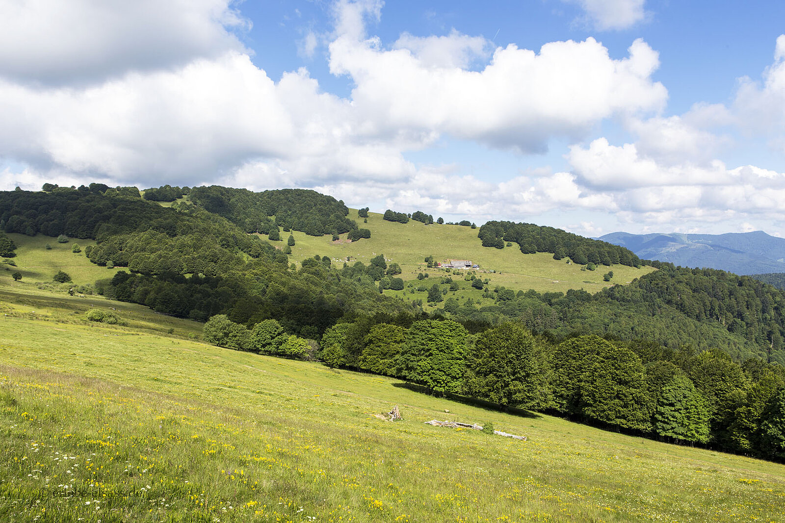 Malerische Aussicht über die offenen Hochweiden am Thanner Hubel in den Vogesen