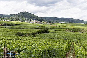 Weinberge zwischen Vœgtlinshoffen und Husseren-les-Châteaux