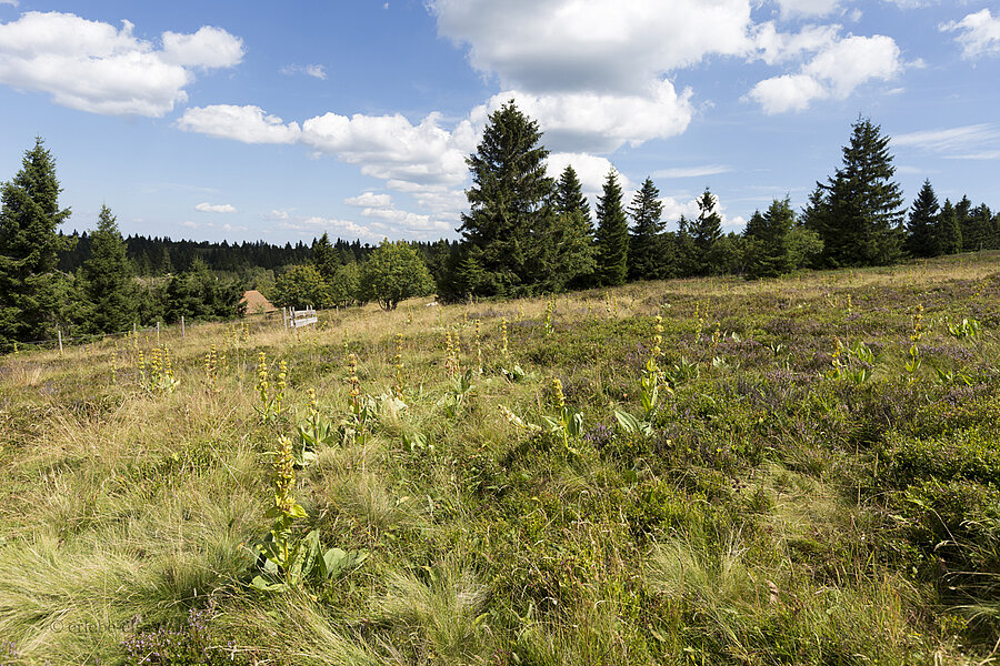 Hochweiden am Gazon du Faing